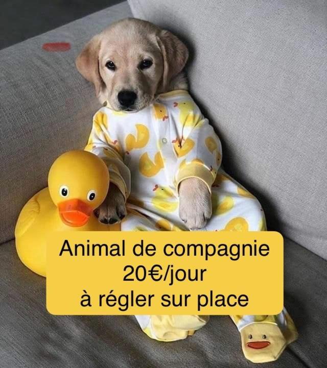 Calme Et Intimite Proche Avignon Piscine Options Au Choix Privee Ou Partagee De Juin A Octobre Βίλα Morieres-les-Avignon Εξωτερικό φωτογραφία